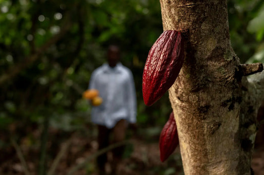 El Viaje Mágico del Cacao: Desde sus Orígenes Hasta Convertirse en Chocolate